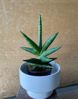 Kenya Hyacinth Snake Plant サンスベリア ケニア Size 2
