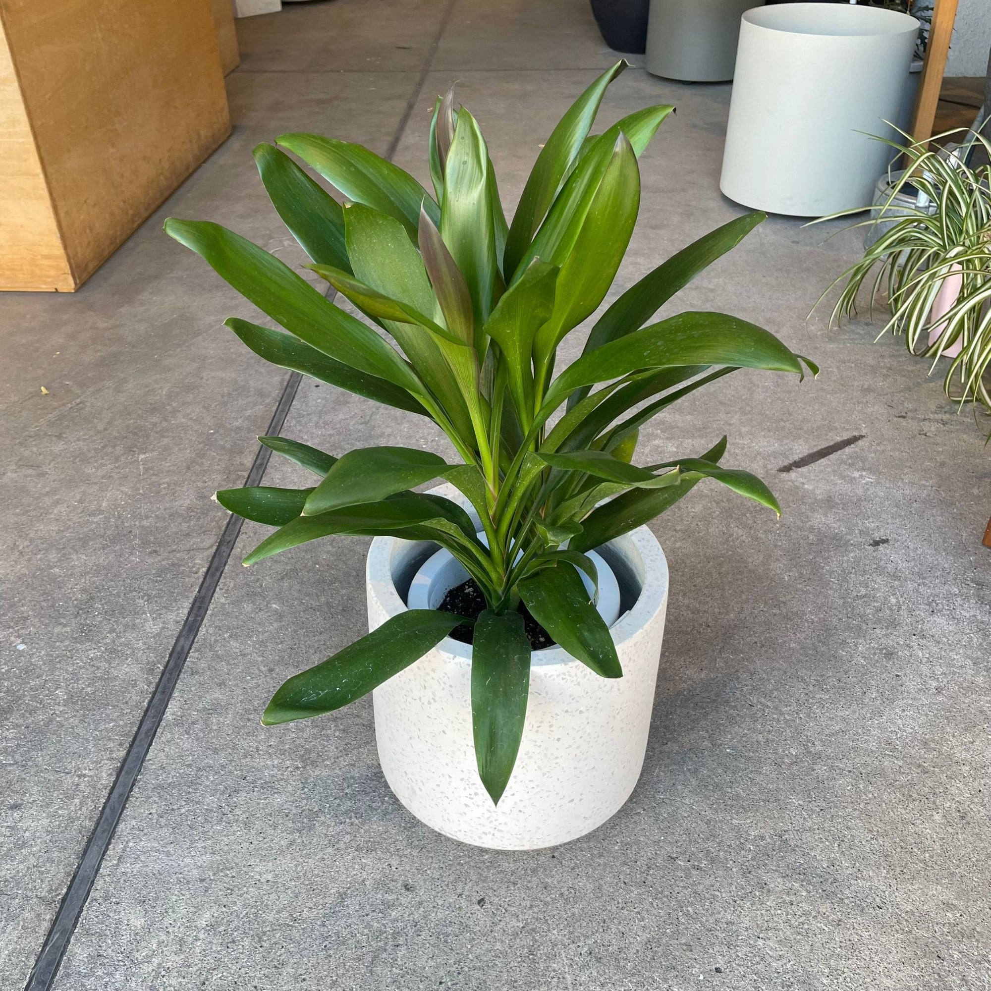Cordyline stricta`Grocal’ グローカル Size 6