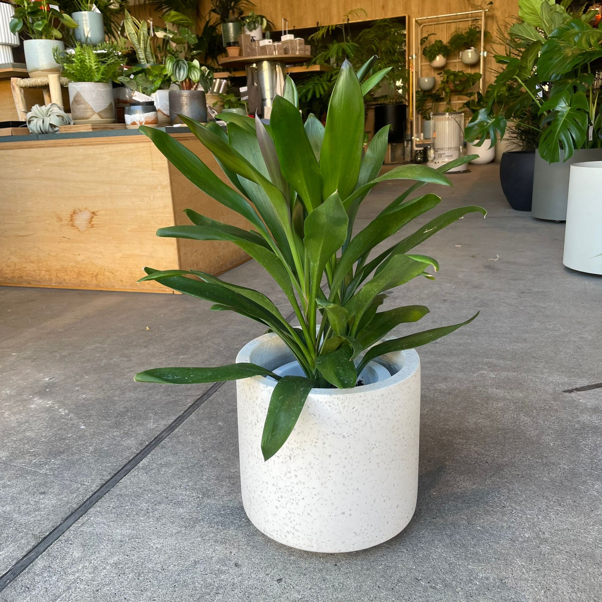 Cordyline stricta`Grocal’ グローカル Size 6