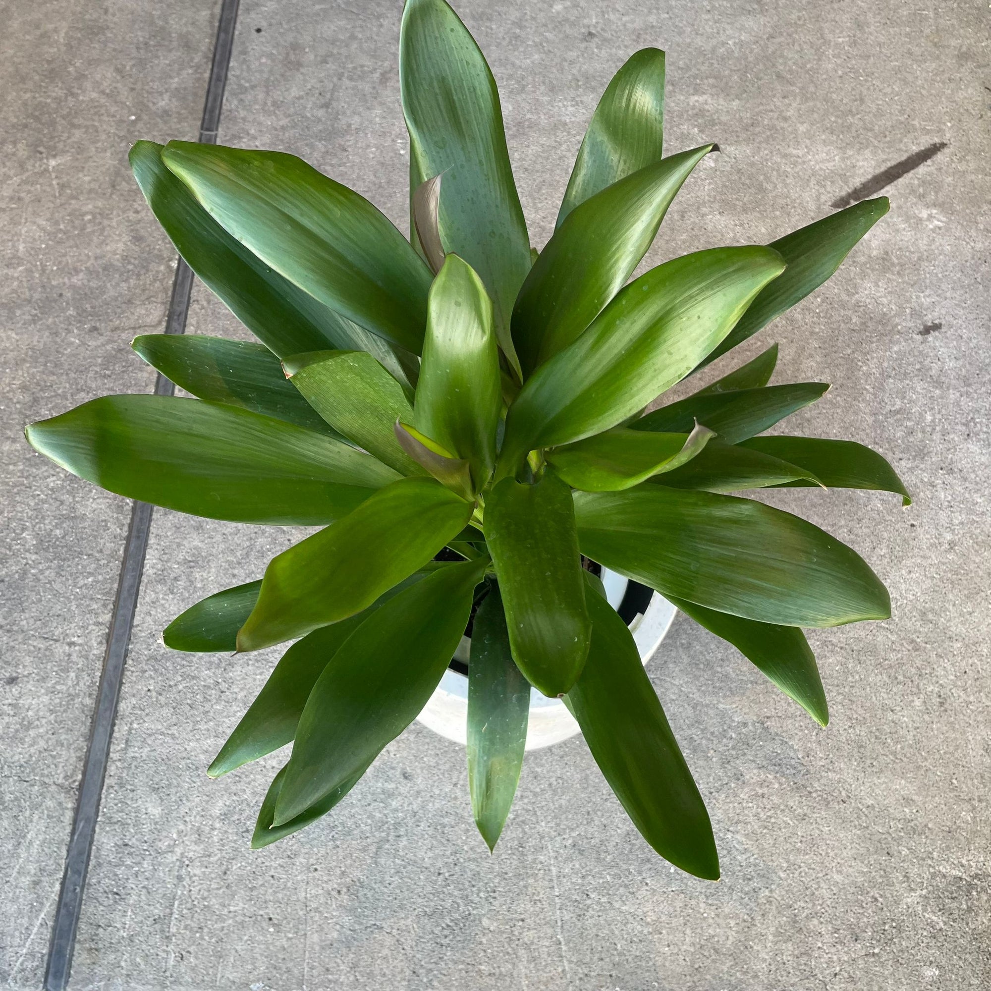 Cordyline stricta`Grocal’ グローカル Size 6