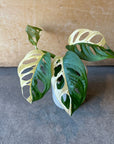 Monstera Swiss Cheese Plant モンステラ・マドカズラ 斑入り Size 3