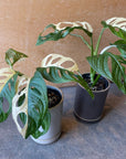 Monstera Swiss Cheese Plant モンステラ・マドカズラ 斑入り Size 3