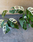 Monstera Swiss Cheese Plant モンステラ・マドカズラ 斑入り Size 3