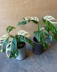 Monstera Swiss Cheese Plant モンステラ・マドカズラ 斑入り Size 3