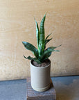 Snake Plant ‘Trifasciata’ サンスベリア トリファシアータ Size 2