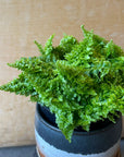 Scotch Fern スコッチシダ Size 3
