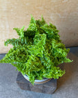 Scotch Fern スコッチシダ Size 3