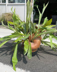 Common staghom fern Hanging ビカクシダ(コウモリラン) Size 5