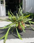 Common staghom fern Hanging ビカクシダ(コウモリラン) Size 5