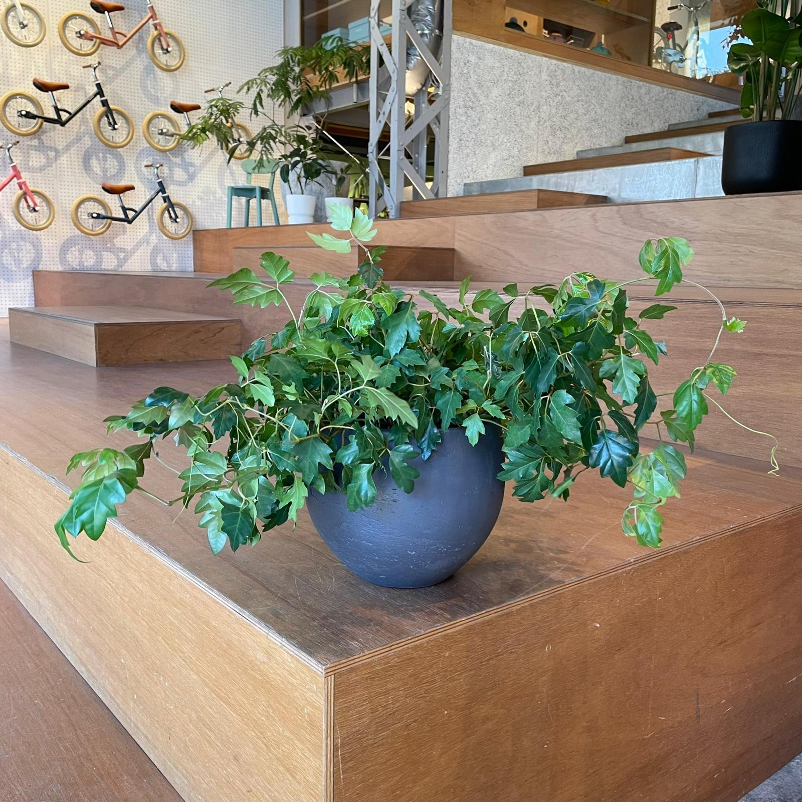 Round Planter ラウンドプランター