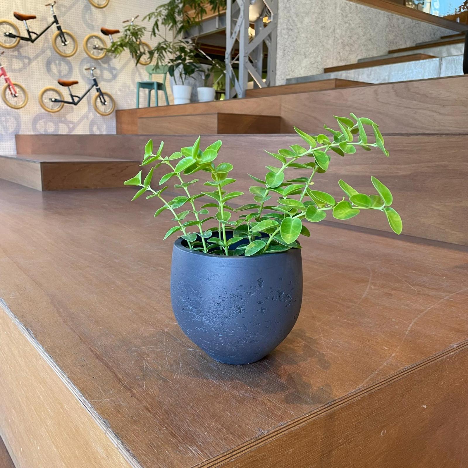 Round Planter ラウンドプランター