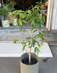 Syzygium cumini アマゾンオリーブ Size 6