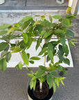Syzygium cumini アマゾンオリーブ Size 6