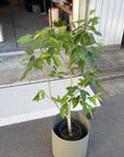 Syzygium cumini アマゾンオリーブ Size 6