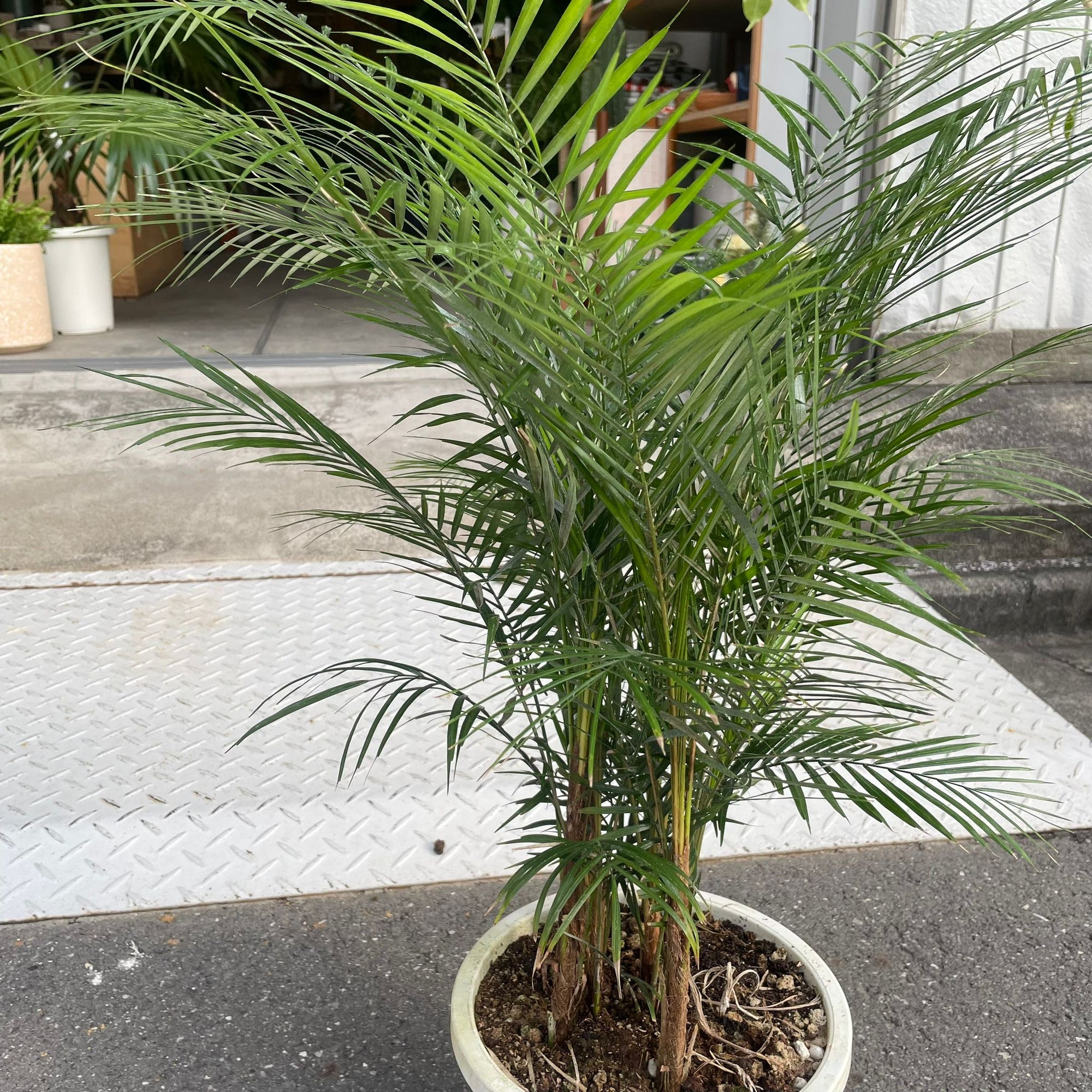 Syagrus weddelliana ヒメヤシ Size 7