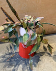 Rhipsalis リプサリス エリプティカ Size 4