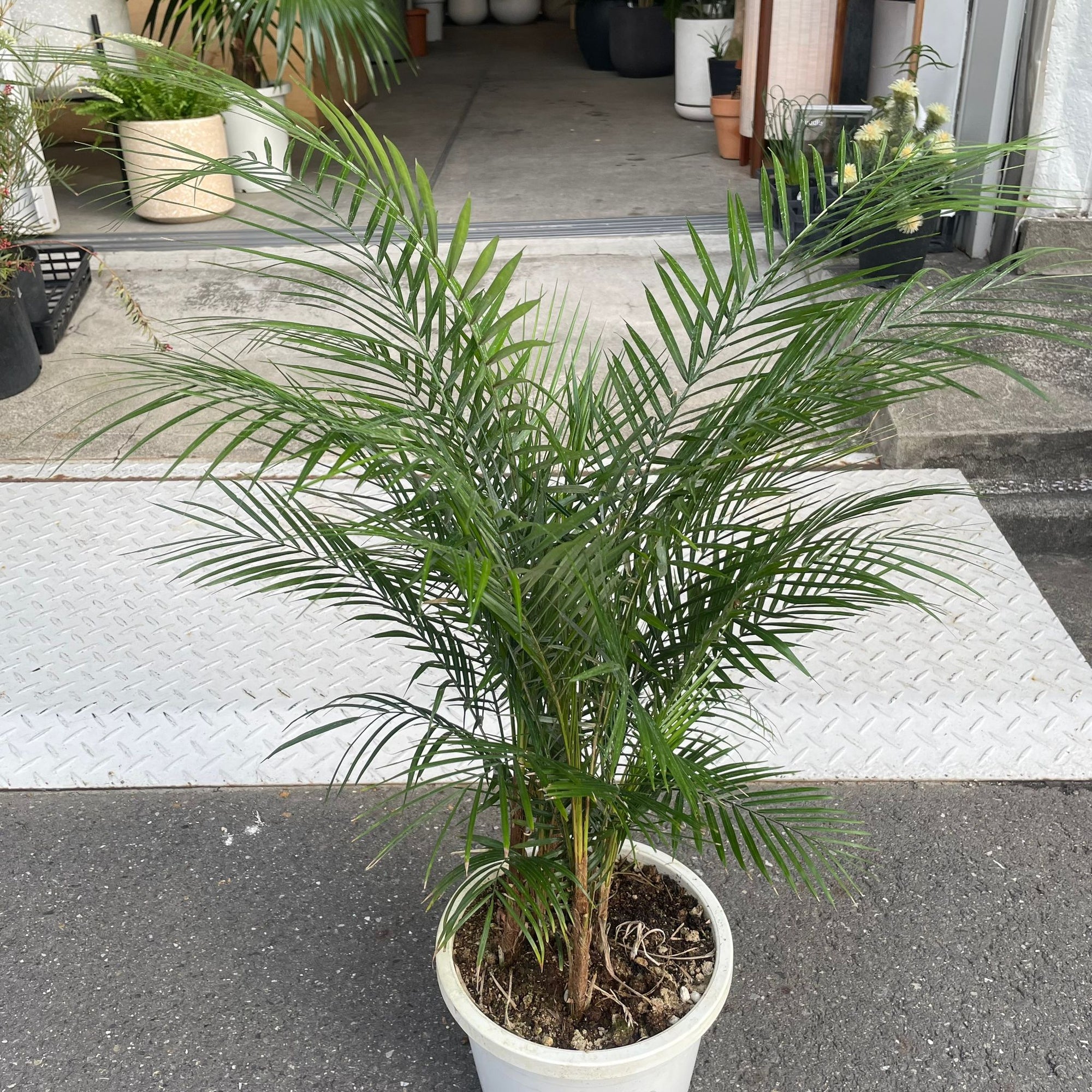 Syagrus weddelliana ヒメヤシ Size 7
