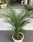 Syagrus weddelliana ヒメヤシ Size 7