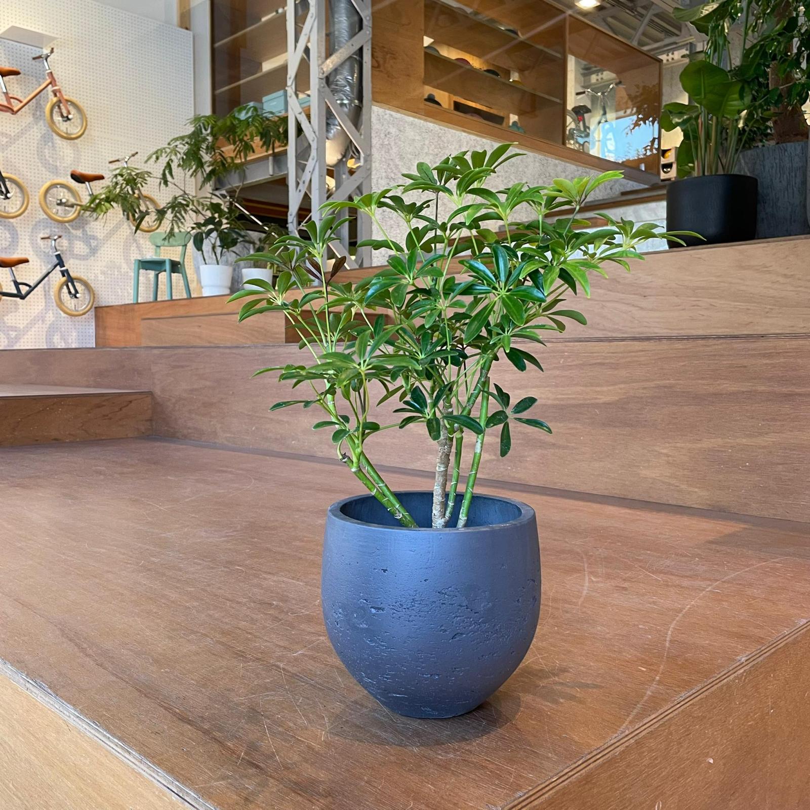 Round Planter ラウンドプランター
