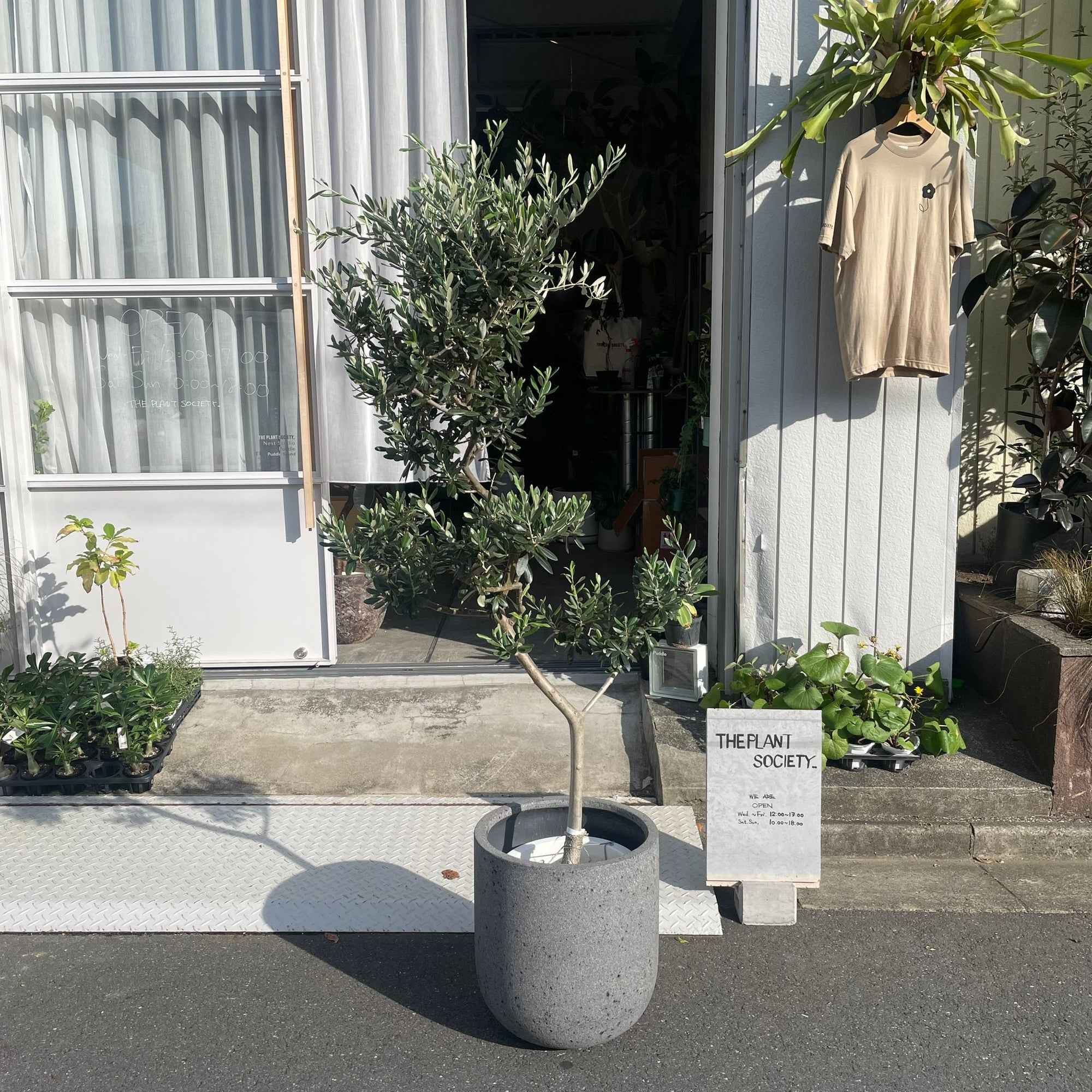 Olive オリーブ フラントイオ
