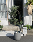 Olive オリーブ フラントイオ