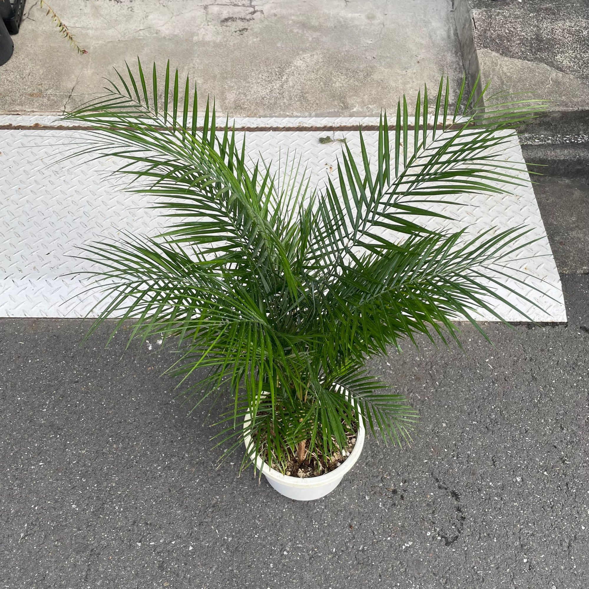 Syagrus weddelliana ヒメヤシ Size 7