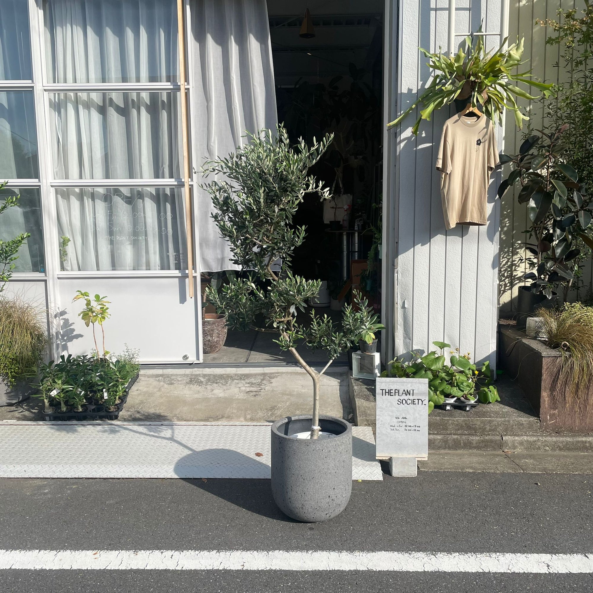 Olive オリーブ フラントイオ