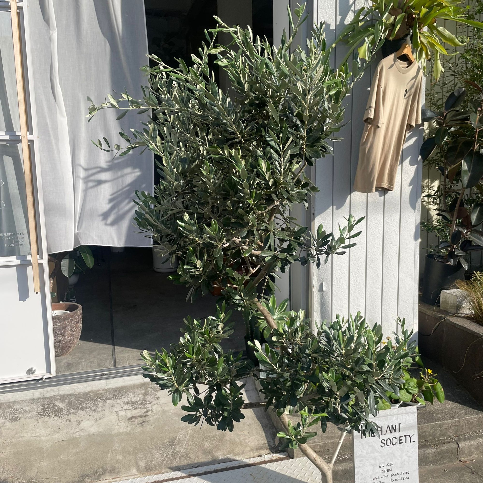 Olive オリーブ フラントイオ