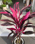 Dracaena アカドラ Size 7
