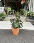 Calathea Jungle velvet  カラテア マコヤナ