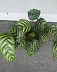 Calathea Jungle velvet  カラテア マコヤナ
