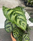 Calathea Jungle velvet  カラテア マコヤナ