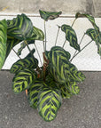 Calathea Jungle velvet  カラテア マコヤナ