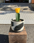 Moon cactus サボテン 緋牡丹 Size 2