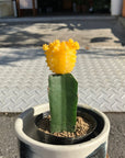 Moon cactus サボテン 緋牡丹 Size 2