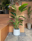 U-Planter Wide  ユープランター ワイド