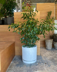 Speckle Planter with saucer  スペックルプランター ソーサー付