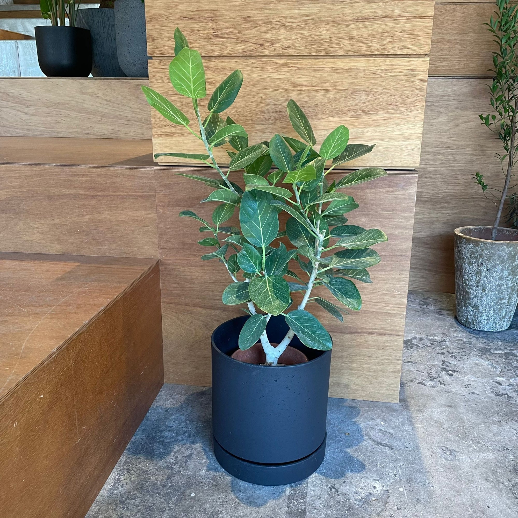 Speckle Planter with saucer  スペックルプランター ソーサー付