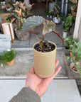 Begonia ベゴニア ブラックドラゴン Size 2