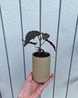 Begonia ベゴニア ブラックドラゴン Size 2