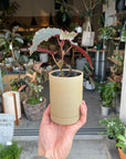 Begonia ベゴニア ブラックドラゴン Size 2