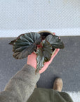 Begonia ベゴニア ブラックドラゴン Size 2