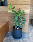 Speckle Planter with saucer  スペックルプランター ソーサー付
