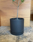 Speckle Planter with saucer  スペックルプランター ソーサー付