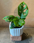 Monstera Swiss Cheese Plant モンステラ・マドカズラ