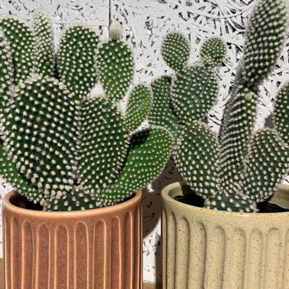 Bunny ears cactus (Opuntia microdasys) バニーカクタス