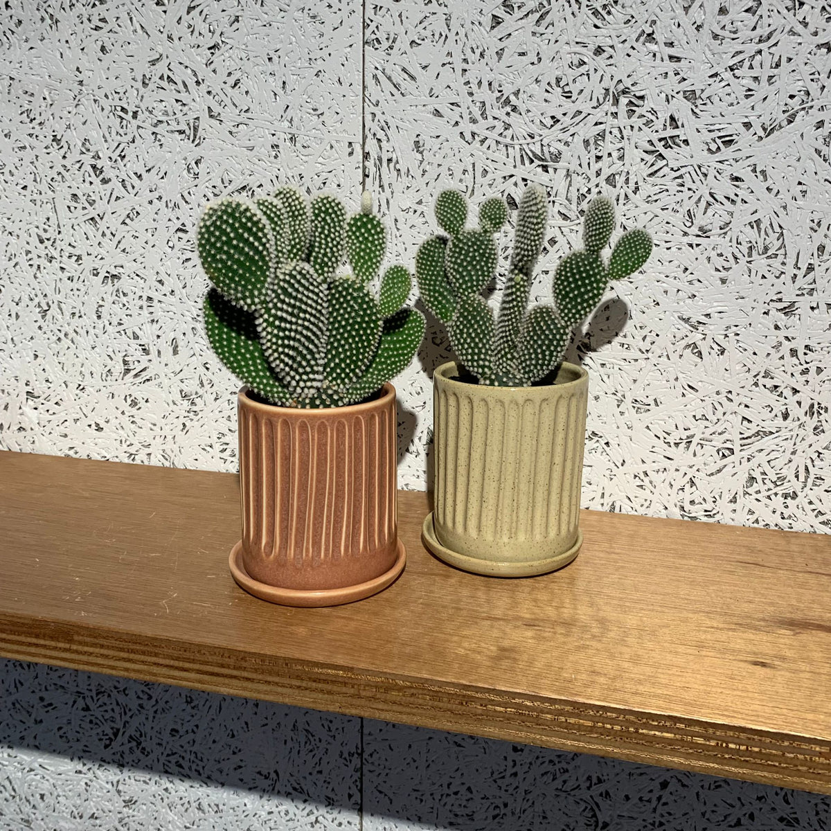 Bunny ears cactus (Opuntia microdasys) バニーカクタス
