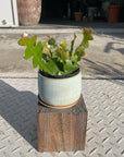Epiphyllum エピフィラム・アングリガー