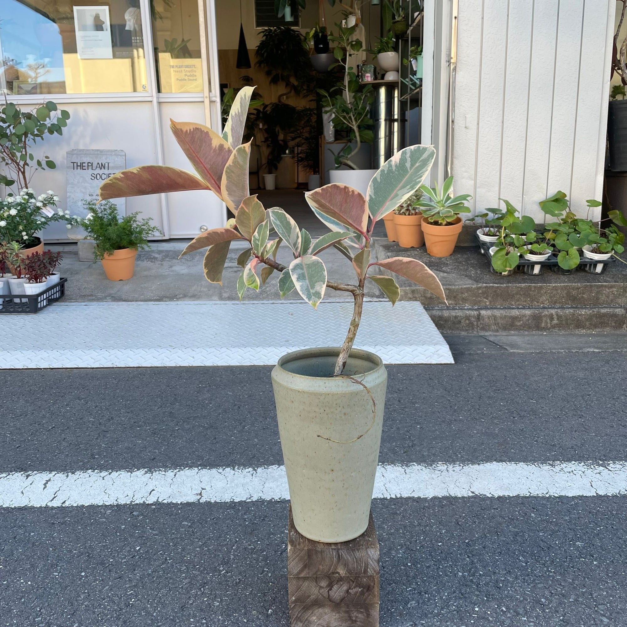 Ficus elastica 'tineke' フィカス・ティネケ