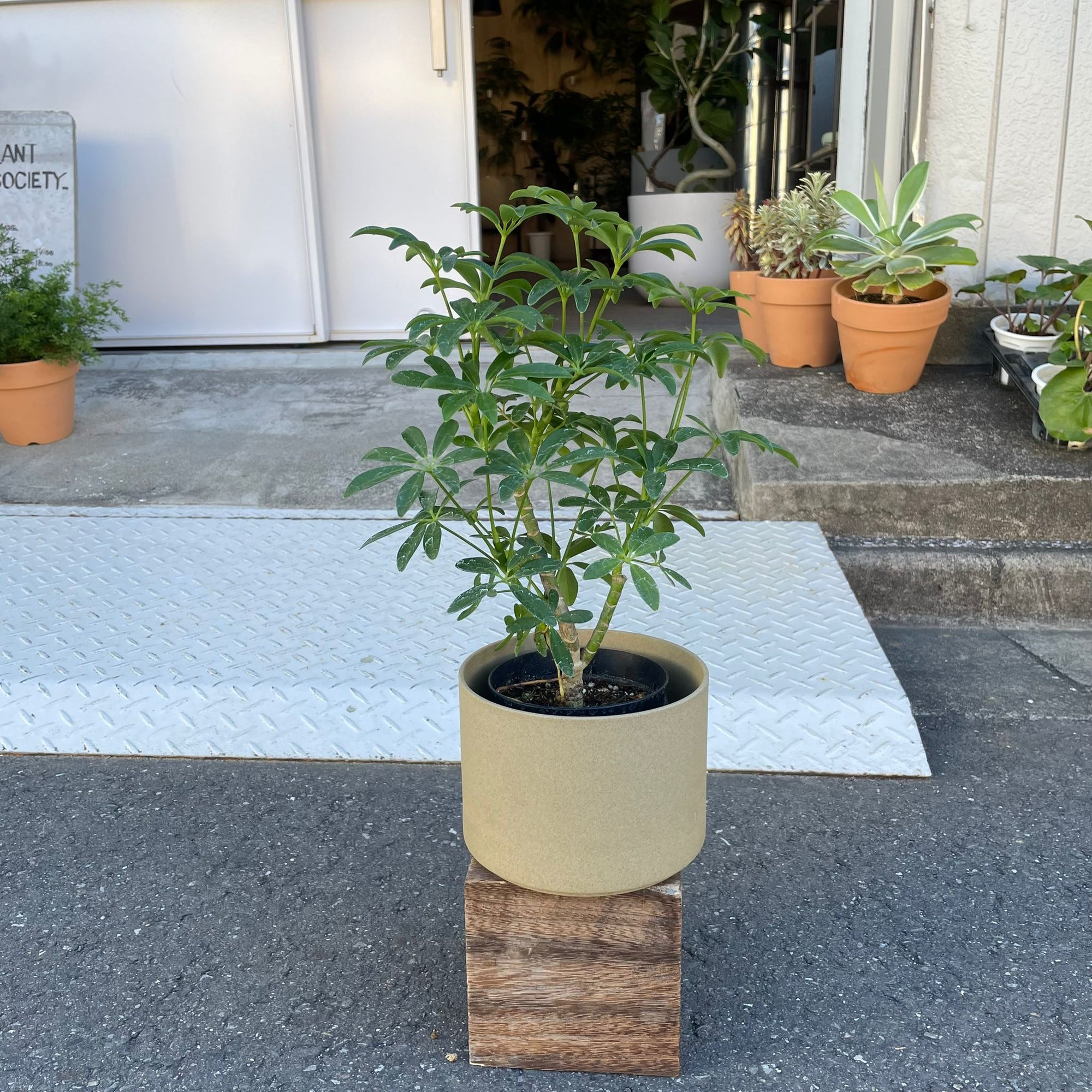 Dwarf Umbrella Tree Assort シェフレラ